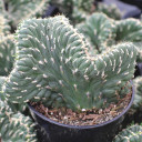 Austrocylindropuntia cristata 'Emerald Idol' [large]