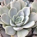 Echeveria 'Blue Surprise'