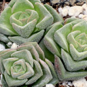 Crassula 'Dorothy'