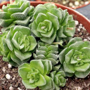 Crassula 'Dorothy' [large] [limited]