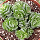 Crassula 'Dorothy' [large] [limited]