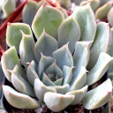 Echeveria 'Bradburyana' - December