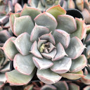 Echeveria 'Bradburyana' - February