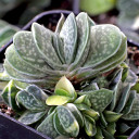 Gasteria 'Shozoden'