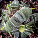 Gasteria 'Shozoden'