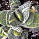 Gasteria 'Shozoden'