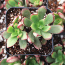 Echeveria nodulosa 'Arrow' - January