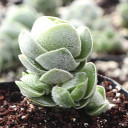 Crassula 'Ivory Pagoda'