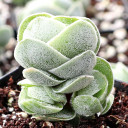 Crassula 'Ivory Pagoda'