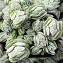 Crassula 'Ivory Pagoda' (clusters)