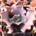 Echeveria 'Alta May' - January