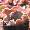 Echeveria 'Alta May' - January