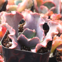 Echeveria 'Alta May' - January