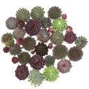 Sempervivum (Hens & Chicks) Assorted Unrooted - 25 Pack w/ Bonus Baby Chicks - [1.25"-1.75"]