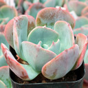 Echeveria 'Powder Blue' - June