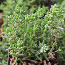 Crassula biplanata