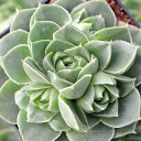 Sempervivum heuffelii 'Winsome' - February