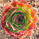 Sempervivum heuffelii 'ESP' (Outdoors) - August