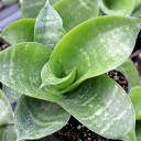 Sansevieria trifasciata 'Hahnii'