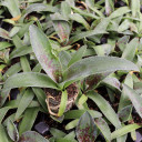 Mangave 'Aztec King'