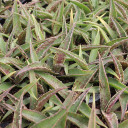 Mangave 'Jabber Jaws'