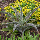 Mangave 'Jabber Jaws' - Mature Photos for Reference