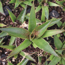 Mangave 'Praying Hands' [plug] - Top View