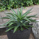 Mangave 'Racing Stripes' - Mature photo for reference