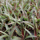 Mangave 'Thunderbird'