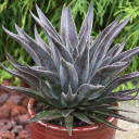 Mangave 'Thunderbird' - Mature photo for reference