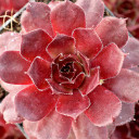 Sempervivum 'Mercury' - March