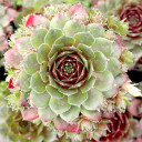 Sempervivum 'Mercury' - June