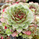 Sempervivum 'Mercury' - June