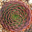 Sempervivum 'Mercury' (Outdoors) - November