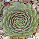 Sempervivum 'Mercury' (Outdoors) - August