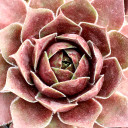 Sempervivum 'Round Midnight' - March