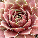 Sempervivum 'Round Midnight' - March