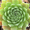 Sempervivum 'Silberspitz' - June