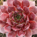 Sempervivum 'Salt Peanuts' - March