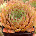 Sempervivum 'Salt Peanuts' - July