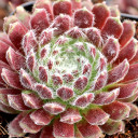 Sempervivum 'Iceberg' - March