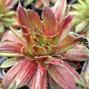 Red Lion Variegated' - March