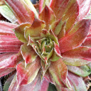 Hen and Chick (Sempervivum 'Red Lion Variegated') in the