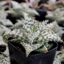 Aloe 'Snow Storm' - March