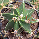 Astrophytum ornatum - Star Cactus [large] [limited]