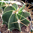 Astrophytum ornatum - Star Cactus [large] [limited]