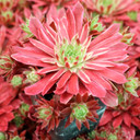 Chick Charms® Lotus Blossom™ - May