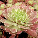 Chick Charms® Lotus Blossom™ - July