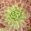 Chick Charms® Lotus Blossom™ - July