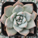Echeveria 'Mexican Blush' - March